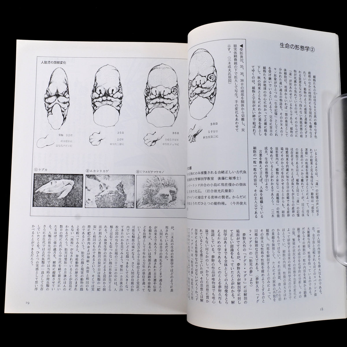 Yaso No.5 Corpse : Terror of Fantasy (1982)